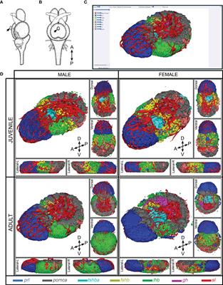 3D Atlas of the Pituitary Gland of the Model Fish Medaka (Oryzias latipes)